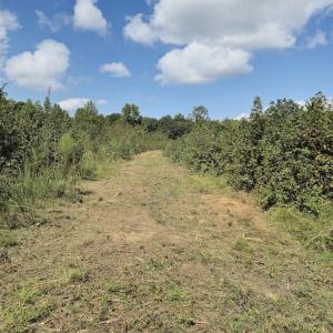 Photo #15 of Off Taylor Farm Lane , Henderson, NC 41.3 acres