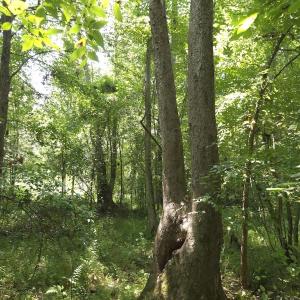 Photo #35 of Off Taylor Farm Lane , Henderson, NC 41.3 acres