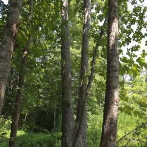 Photo #36 of Off Taylor Farm Lane , Henderson, NC 41.3 acres
