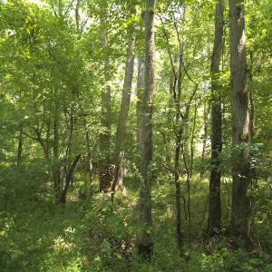 Photo #39 of Off Taylor Farm Lane , Henderson, NC 41.3 acres