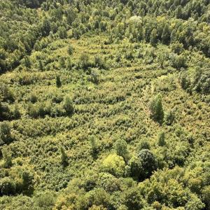 Photo #10 of Off Taylor Farm Lane , Henderson, NC 41.3 acres