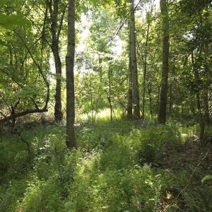 Photo #41 of Off Taylor Farm Lane , Henderson, NC 41.3 acres