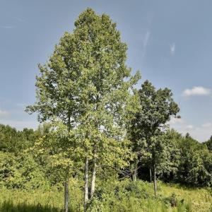 Photo #50 of Off Taylor Farm Lane , Henderson, NC 41.3 acres