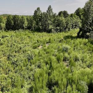 Photo #53 of Off Taylor Farm Lane , Henderson, NC 41.3 acres