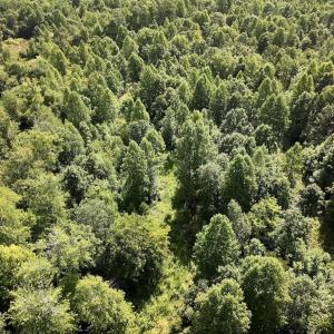 Photo #57 of Off Taylor Farm Lane , Henderson, NC 41.3 acres