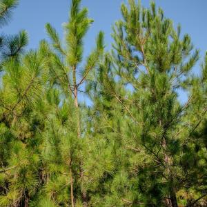 Photo #11 of SOLD property in TBD Jimmy Carriker Road, Ellerbe, NC 122.8 acres