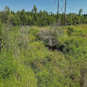 Photo #18 of SOLD property in TBD Jimmy Carriker Road, Ellerbe, NC 122.8 acres