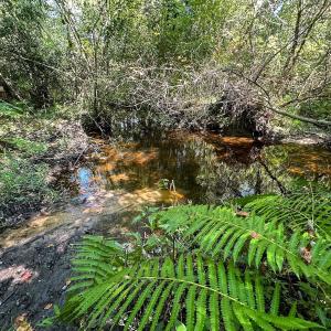 Photo #20 of SOLD property in TBD Jimmy Carriker Road, Ellerbe, NC 122.8 acres