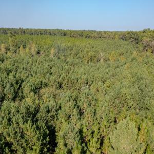 Photo #22 of SOLD property in TBD Jimmy Carriker Road, Ellerbe, NC 122.8 acres