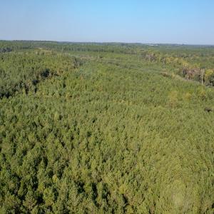 Photo #23 of SOLD property in TBD Jimmy Carriker Road, Ellerbe, NC 122.8 acres