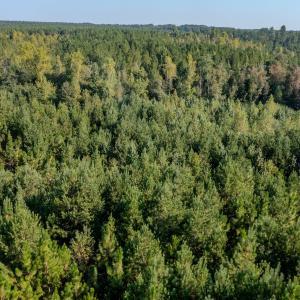 Photo #24 of SOLD property in TBD Jimmy Carriker Road, Ellerbe, NC 122.8 acres