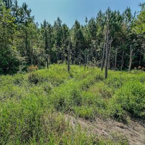 Photo #25 of SOLD property in TBD Jimmy Carriker Road, Ellerbe, NC 122.8 acres