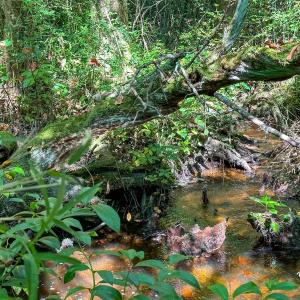 Photo #26 of SOLD property in TBD Jimmy Carriker Road, Ellerbe, NC 122.8 acres