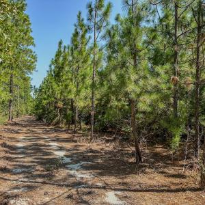 Photo #28 of SOLD property in TBD Jimmy Carriker Road, Ellerbe, NC 122.8 acres