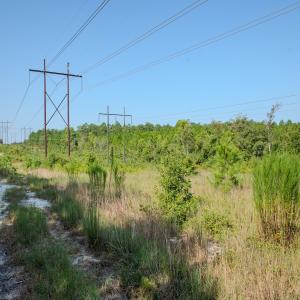 Photo #5 of SOLD property in TBD Jimmy Carriker Road, Ellerbe, NC 122.8 acres