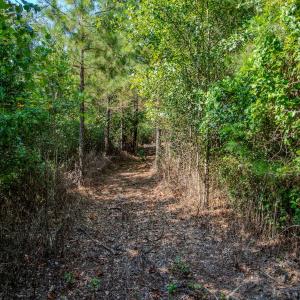 Photo #6 of SOLD property in TBD Jimmy Carriker Road, Ellerbe, NC 122.8 acres