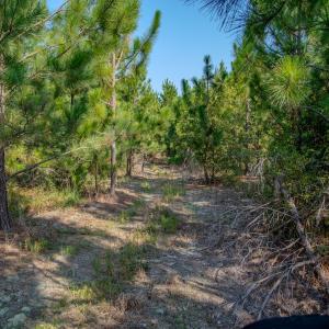 Photo #10 of SOLD property in TBD Jimmy Carriker Road, Ellerbe, NC 122.8 acres