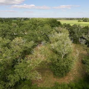 Photo #17 of SOLD property in Off Boss Mclawhorn Rd, Grifton, NC 17.5 acres