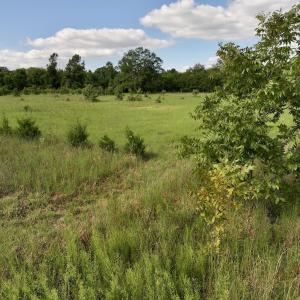 Photo #22 of SOLD property in Off Boss Mclawhorn Rd, Grifton, NC 17.5 acres