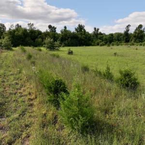 Photo #23 of SOLD property in Off Boss Mclawhorn Rd, Grifton, NC 17.5 acres