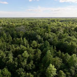 Photo #11 of SOLD property in Off Boss Mclawhorn Rd, Grifton, NC 25.2 acres