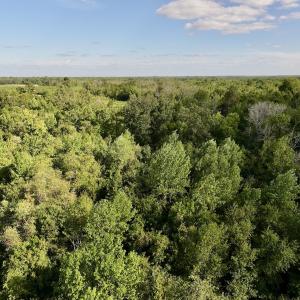 Photo #12 of SOLD property in Off Boss Mclawhorn Rd, Grifton, NC 25.2 acres