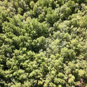 Photo #13 of SOLD property in Off Boss Mclawhorn Rd, Grifton, NC 25.2 acres