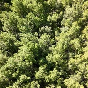 Photo #15 of SOLD property in Off Boss Mclawhorn Rd, Grifton, NC 25.2 acres