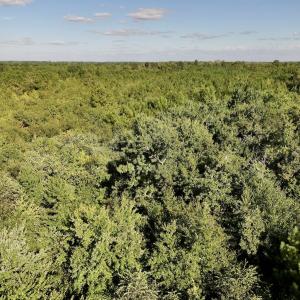 Photo #17 of SOLD property in Off Boss Mclawhorn Rd, Grifton, NC 25.2 acres
