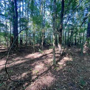 Photo #11 of SOLD property in 2995 Nelson Rd, Grifton, NC 8.0 acres