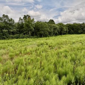 Photo #18 of SOLD property in Off Michele Road, Scotland Neck, NC 8.0 acres