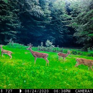 Photo #2 of Off Fire Trail Ln, Stuart, VA 585.0 acres
