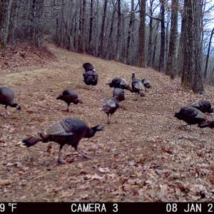 Photo #4 of Off Fire Trail Ln, Stuart, VA 585.0 acres