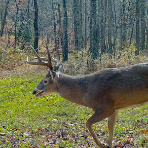 Photo #18 of Off Fire Trail Ln, Stuart, VA 585.0 acres