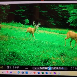 Photo #20 of Off Fire Trail Ln, Stuart, VA 585.0 acres