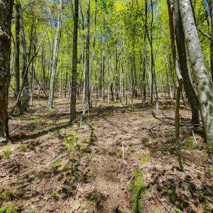 Photo #23 of Off Fire Trail Ln, Stuart, VA 585.0 acres