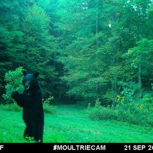 Photo #29 of Off Fire Trail Ln, Stuart, VA 585.0 acres