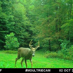 Photo #32 of Off Fire Trail Ln, Stuart, VA 585.0 acres