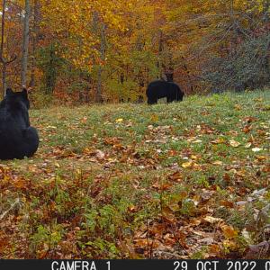 Photo #35 of Off Fire Trail Ln, Stuart, VA 585.0 acres