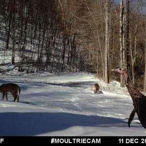 Photo #38 of Off Fire Trail Ln, Stuart, VA 585.0 acres