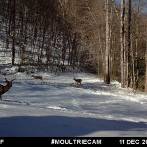 Photo #41 of Off Fire Trail Ln, Stuart, VA 585.0 acres