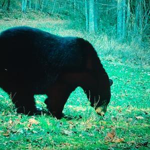 Photo #46 of Off Fire Trail Ln, Stuart, VA 585.0 acres