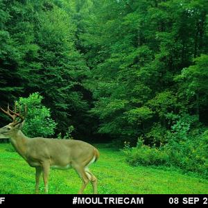 Photo #51 of Off Fire Trail Ln, Stuart, VA 585.0 acres