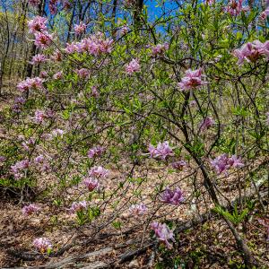 Photo #57 of Off Fire Trail Ln, Stuart, VA 585.0 acres