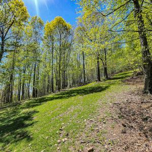 Photo #65 of Off Fire Trail Ln, Stuart, VA 585.0 acres