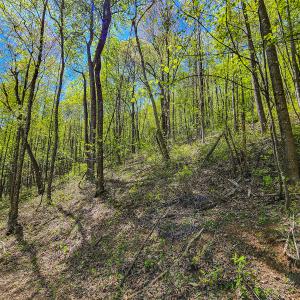 Photo #68 of Off Fire Trail Ln, Stuart, VA 585.0 acres