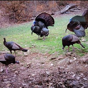 Photo #70 of Off Fire Trail Ln, Stuart, VA 585.0 acres
