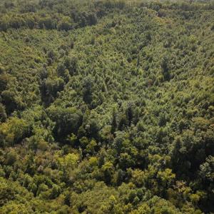 Photo #10 of 03 Seven Island Road, Danbury, NC 24.2 acres