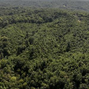Photo #12 of 03 Seven Island Road, Danbury, NC 24.2 acres