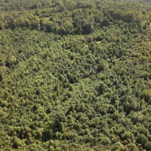 Photo #16 of 03 Seven Island Road, Danbury, NC 24.2 acres